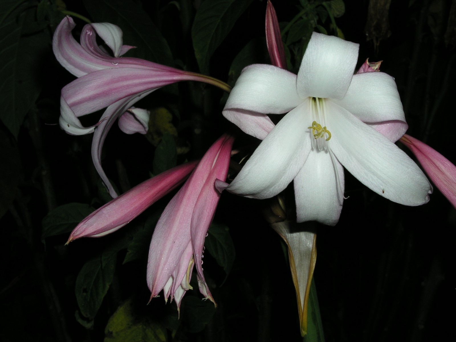 Crinum Lily, Mexican, small-size bulb, 50% discount