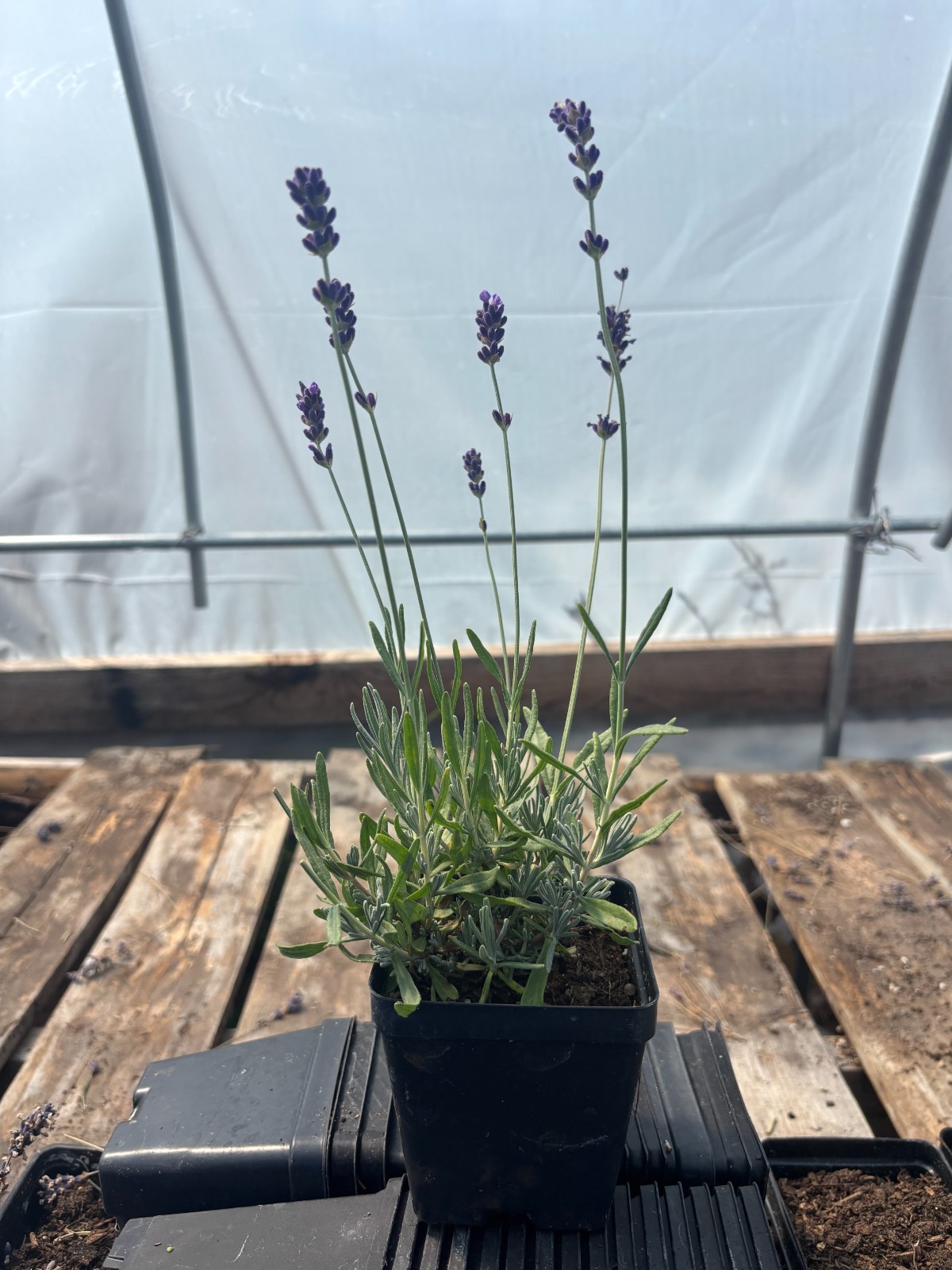 Royal Velvet English Lavender Plant | 4