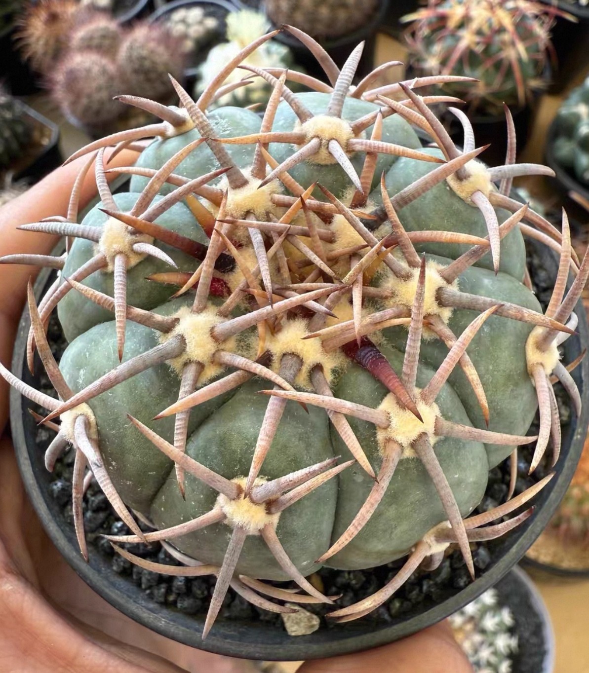 6.8cm Plant Echinocactus horizonthalonius \'Raitei  WYSIWYG Rootless Boutique/
