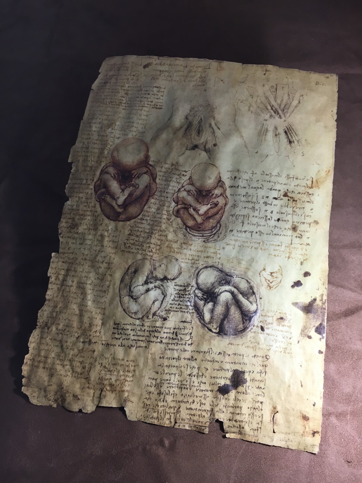 Replica Drawings of Anatomy by Leonardo da Vinci, Series II