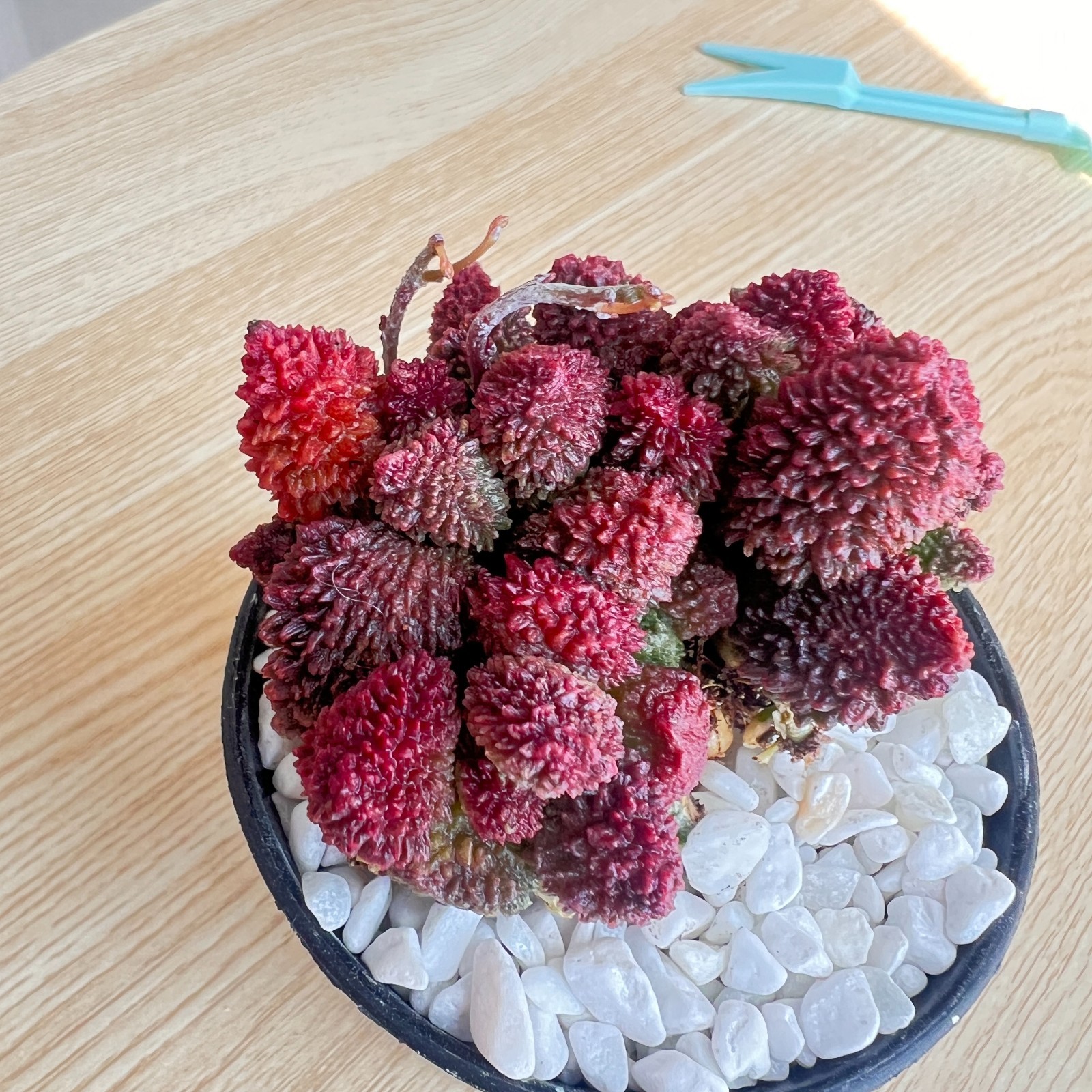 Live Adromischus marianae var. herrei Succulent Plant Bare Root Indoor plant