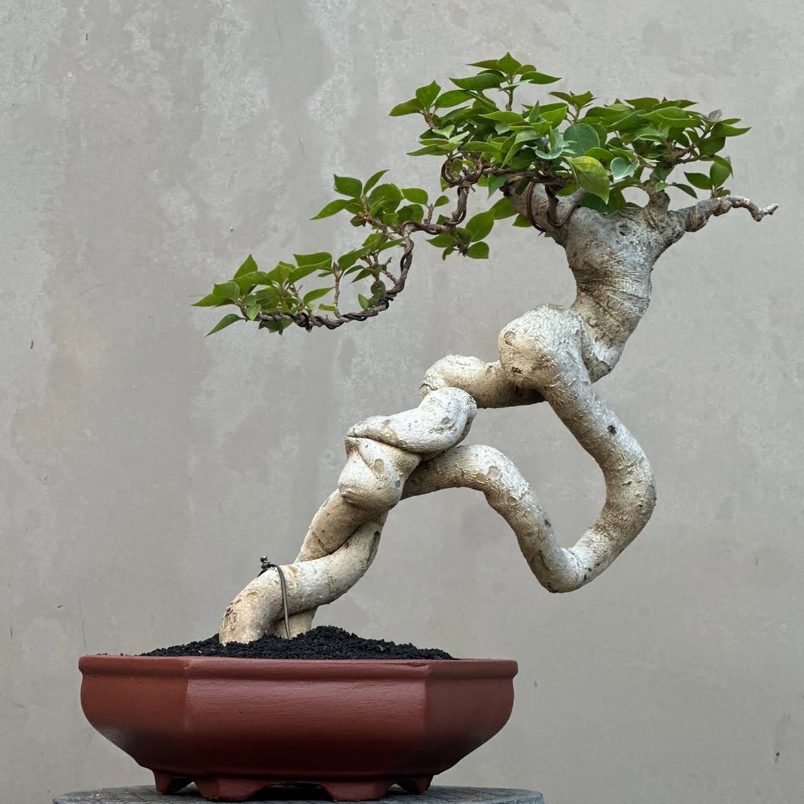 Real Pict Bougainville Bonsai Tree, Ficus, tiger brack tree