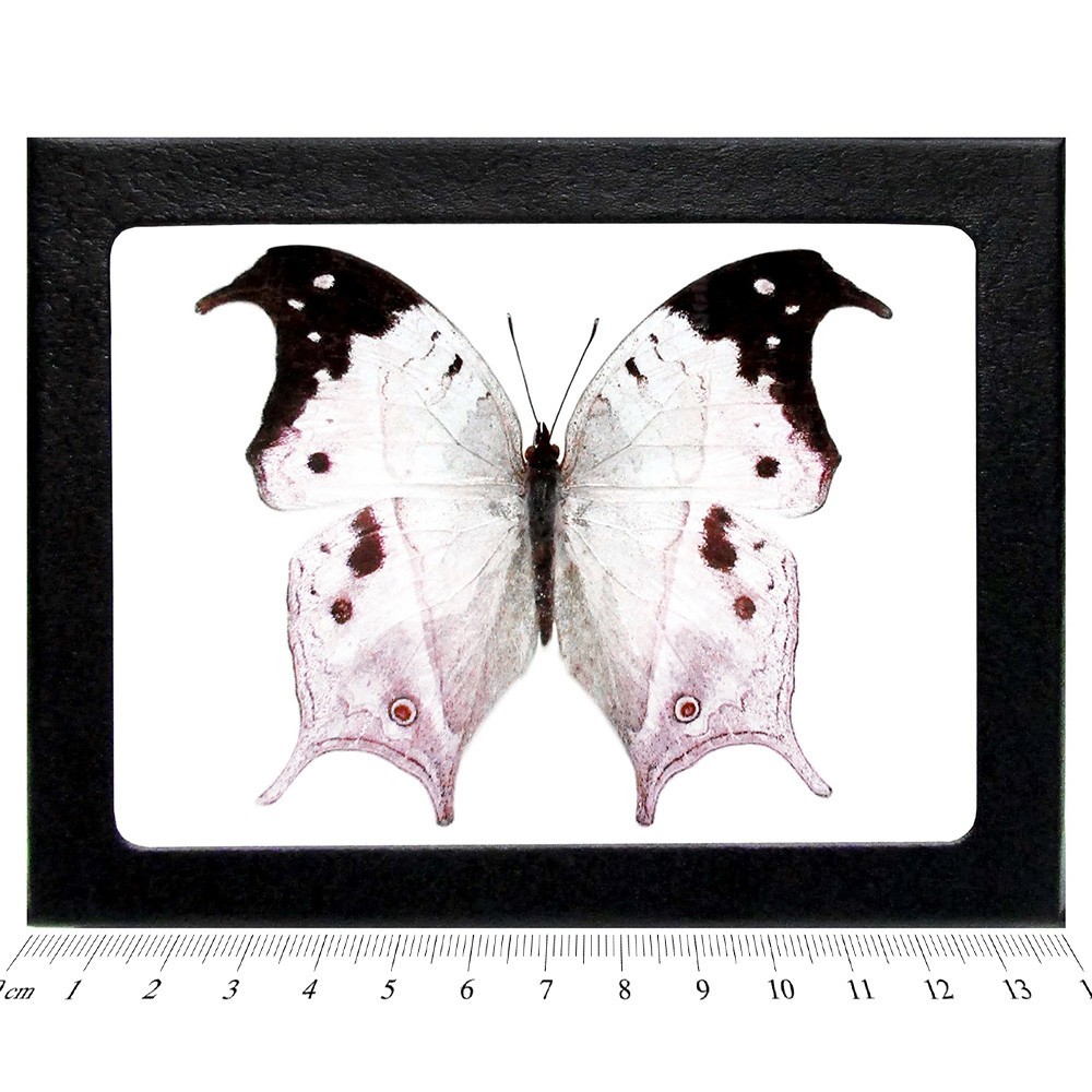 Salamis duprei pink purple black butterfly Madagascar FRAMED