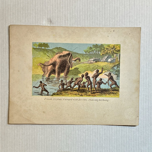 Antique 1857 Hand Colored Print Female Elephant Livingstone Africa