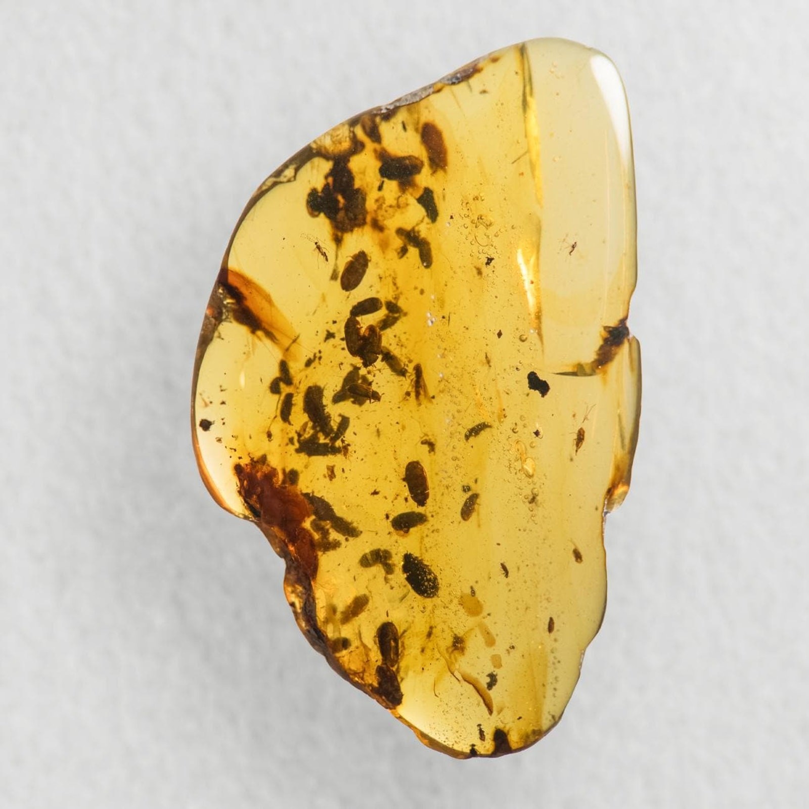 Beetle Swarm in Burmese / Burmite amber fossil / 100% genuine amber