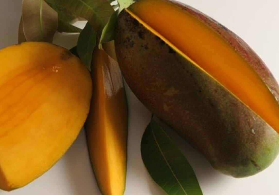 Lancetilla MANGO TREE GRAFTED 1.5-4 Ft Tall.Ship To All States. Actual Photos