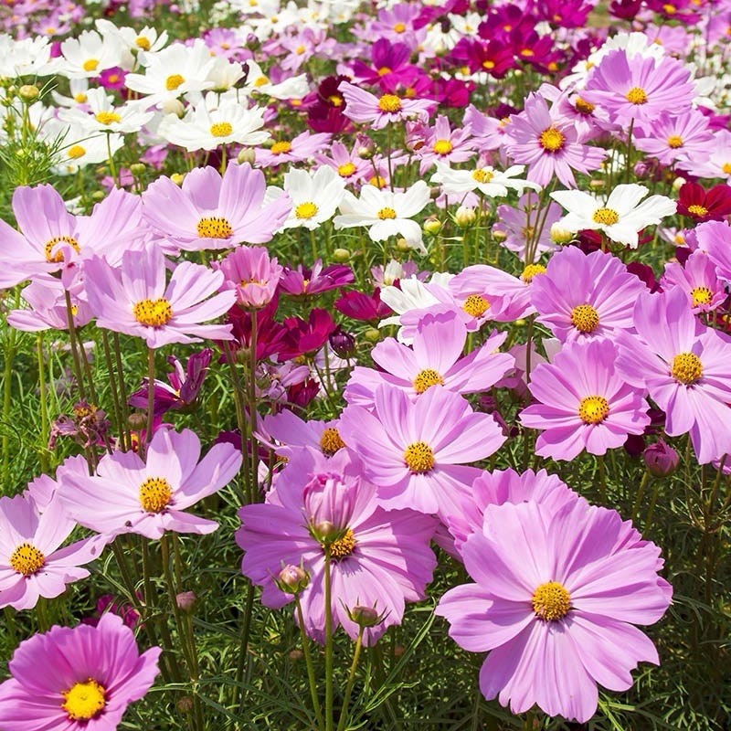 200 Cosmos Seeds (Cosmos Bipinnatus Sensation Mix) Flower Seeds 