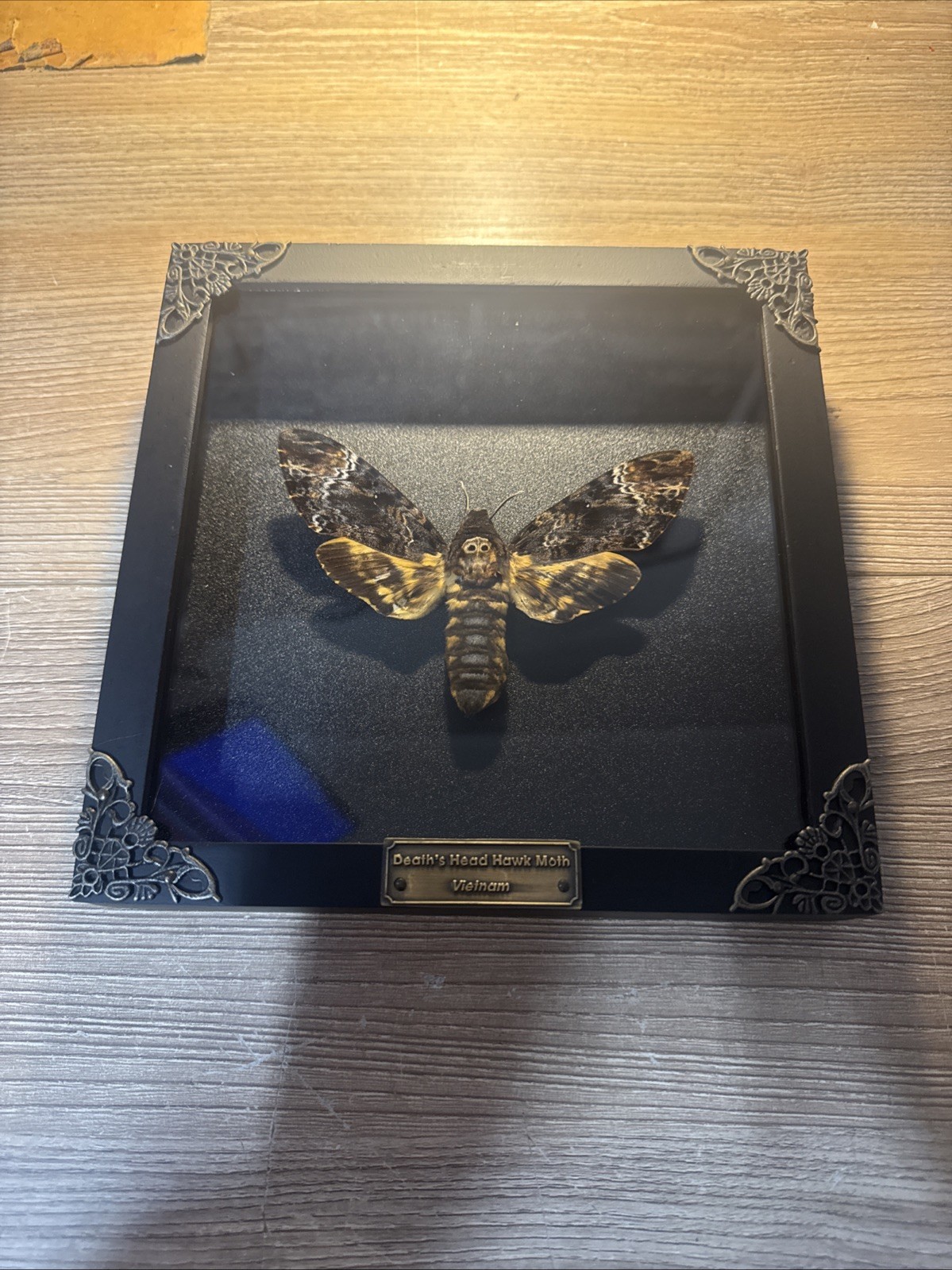 XL Death's Head Hawk Taxidermy Moth in in Baroque Style Frame