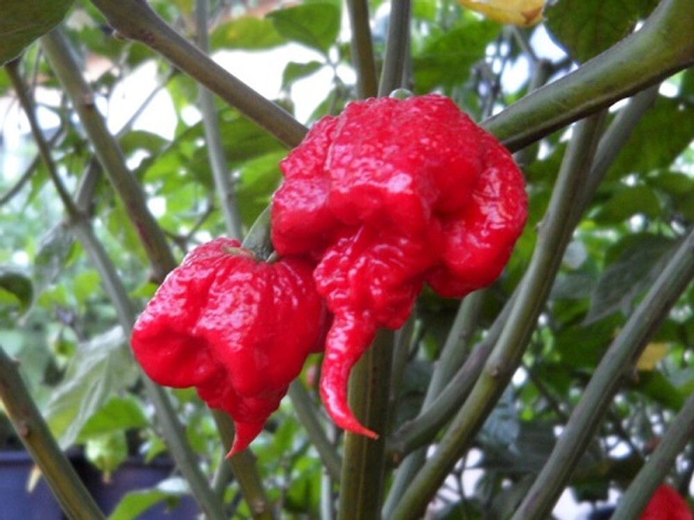 60 FRESH PICKED Homegrown small batch Trinidad Scorpion Hot Pepper