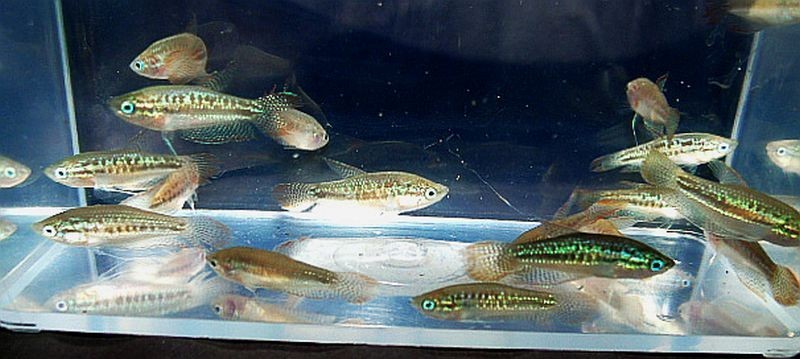 group of 8 sparkling gouramis