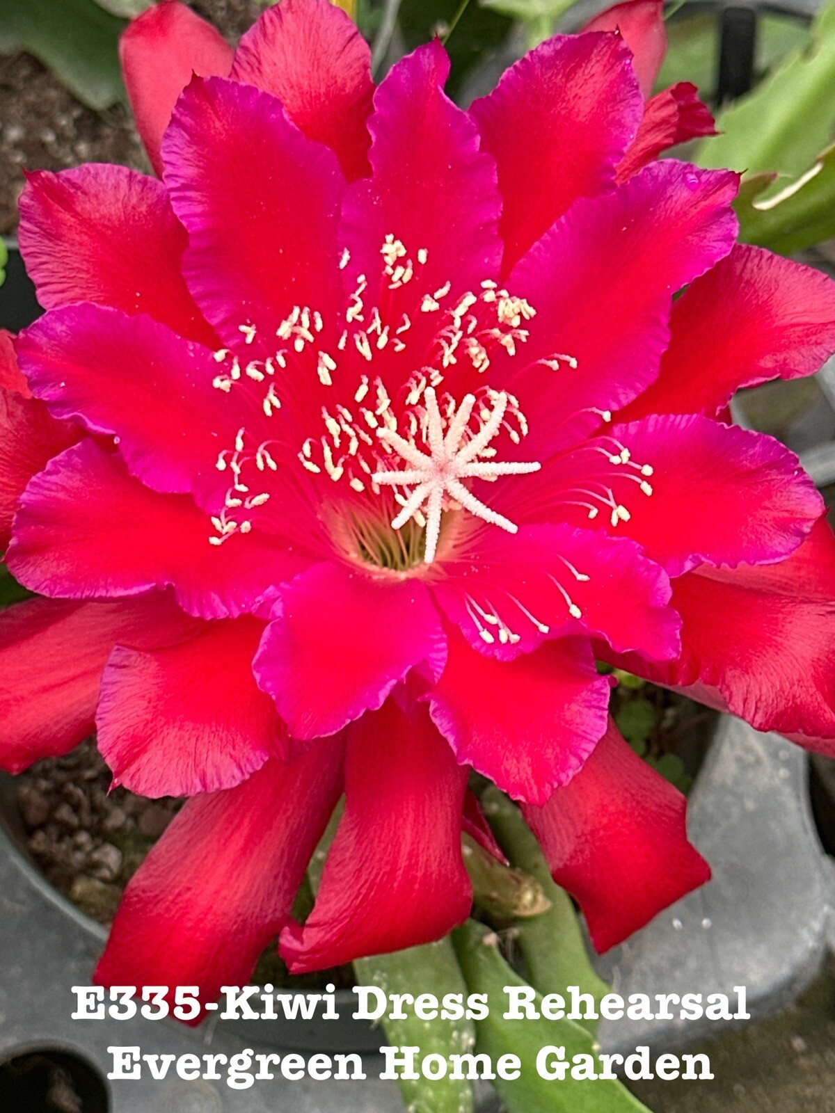 Rooted Epiphyllum Orchid Cactus “Kiwi Dress Rehearsal” Growing In 4” starter pot