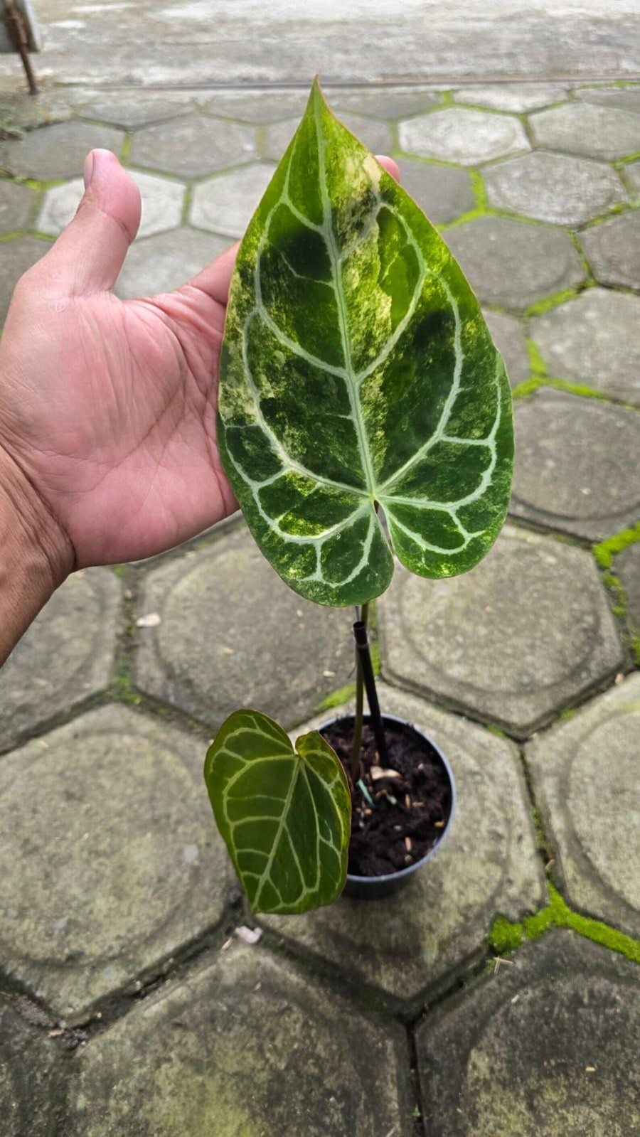 Real Picture Anthurium Crystallinum Variegated Rare Plant