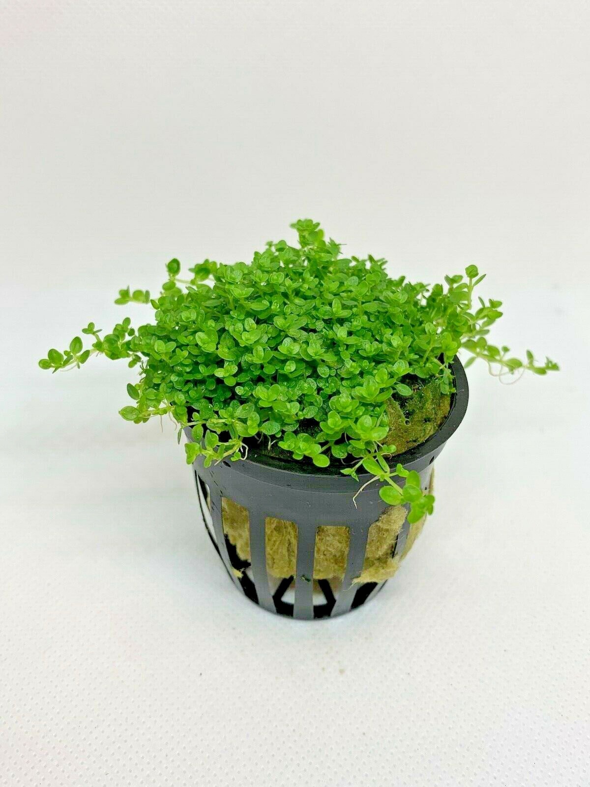 *BUY 2 GET 1 FREE* Dwarf Baby Tears Pot Hemianthus Callitrichoides Cuba Carpet ✅