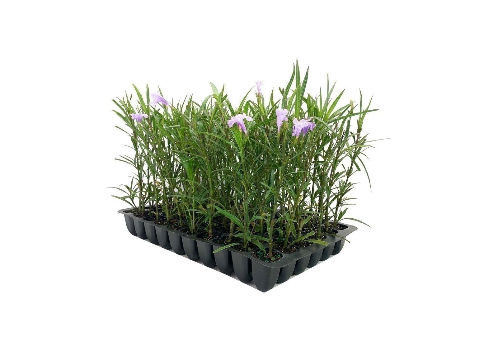Mexican Petunia Purple | 2 Inch | Ruellia brittoniana | Low Maintenance | Hardy