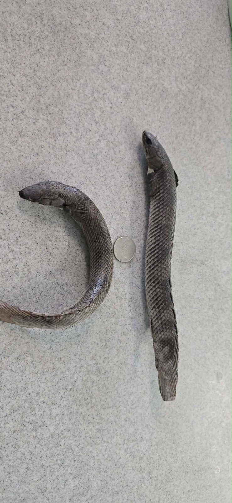 Polypterus mokelembembe - Dehydrated fish , Single piece 