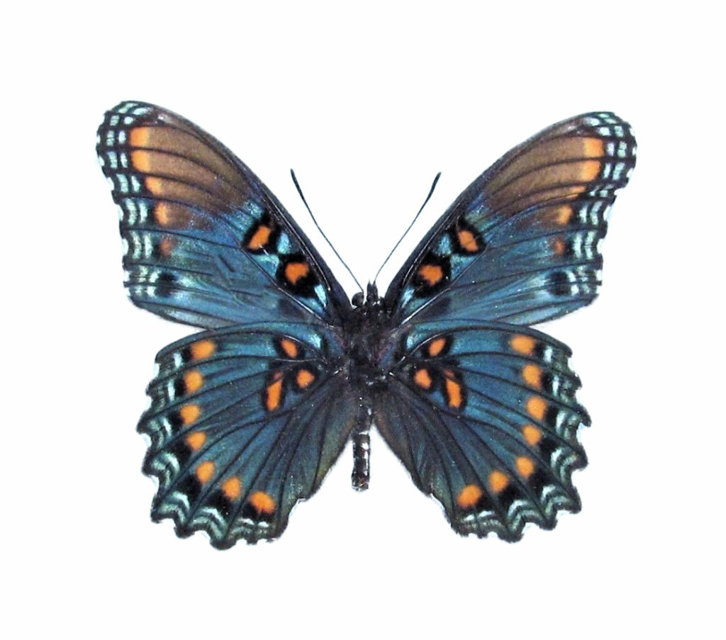 Limenitis arizonensis blue red spotted purple verso butterfly AZ wings closed Limenitis arizonensis blue red spotted purple verso butterfly AZ wings closed