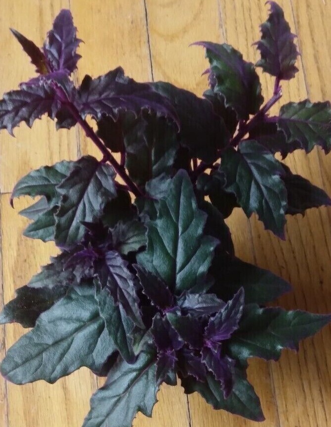 RARE  Purple Passion plant (Gynura Aurantiaca) purple velvet LIVE plant 4\