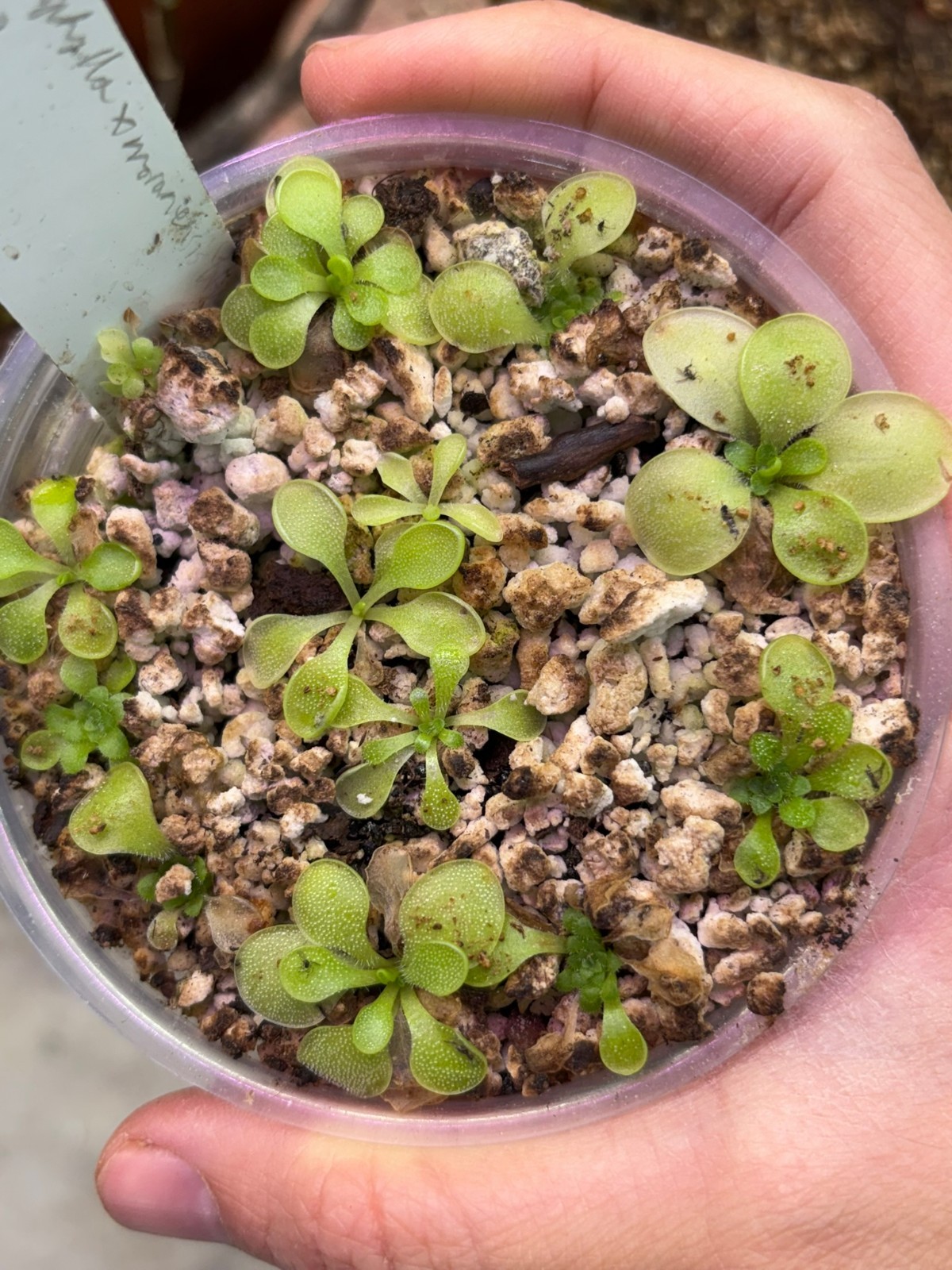 Pinguicula macrophylla x moranensis 'Huahuapan' SG, Carnivorous Butterwort Plant