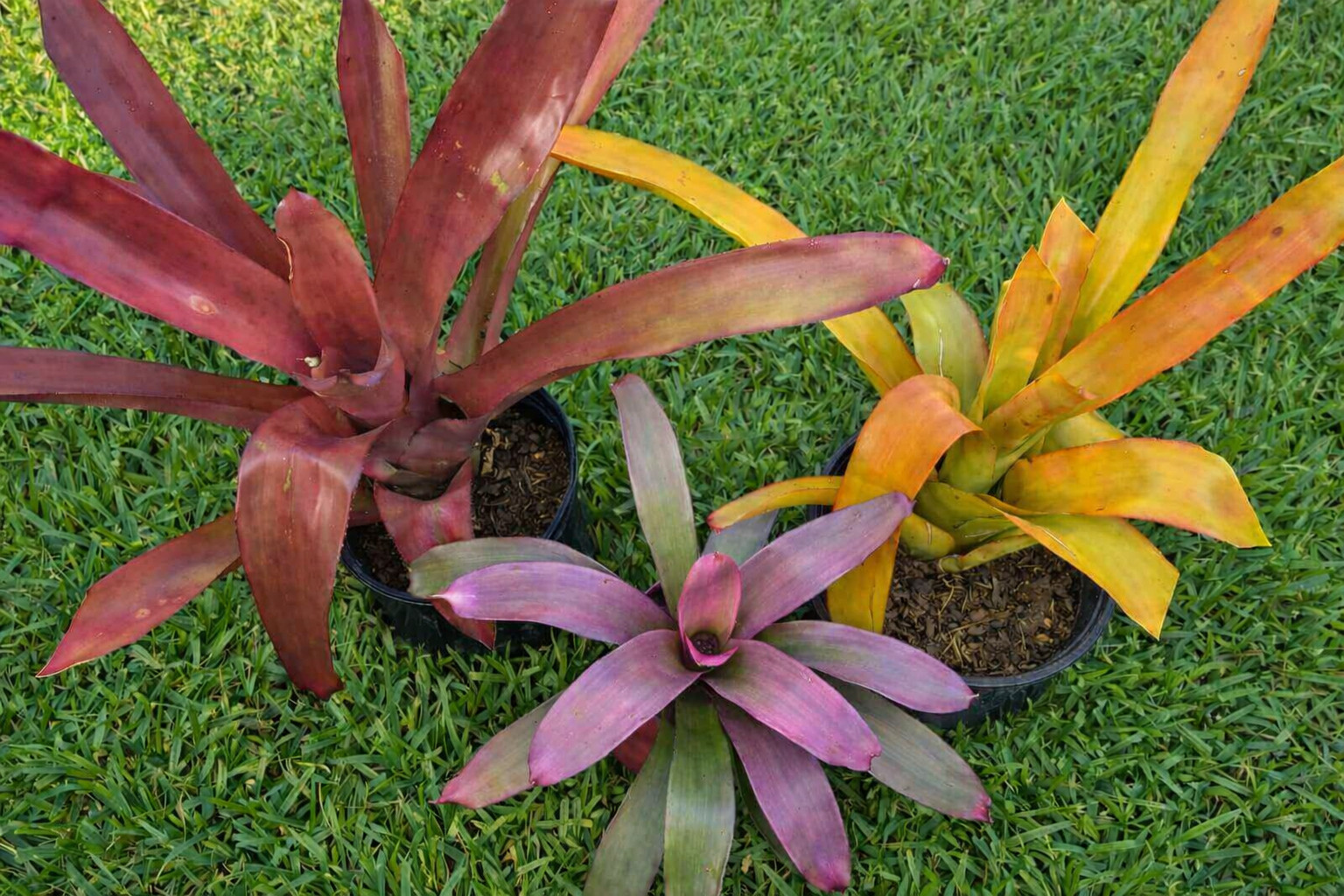 Lot of 3 Bromeliads Raspberry Blanchetiana, Orange Blanchetiana and Purple Neo