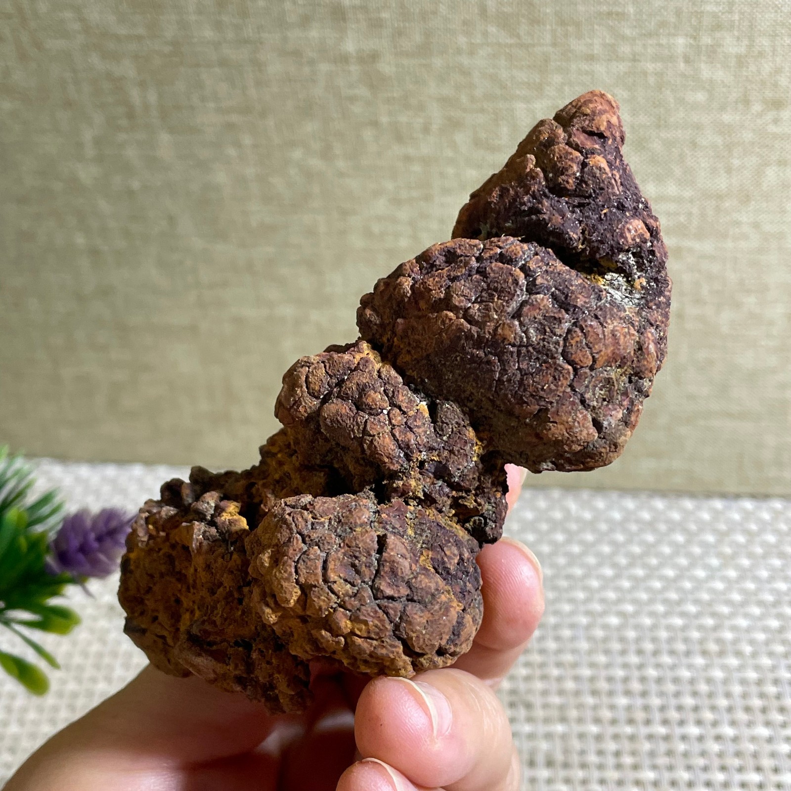 206g Top Best Rare dung coprolite Poop specimen c148