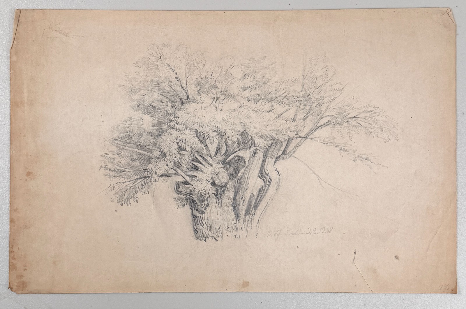Antique Oak Walnut Tree Study Drawing Forest Landscape 19th C. Victorian SIGNED