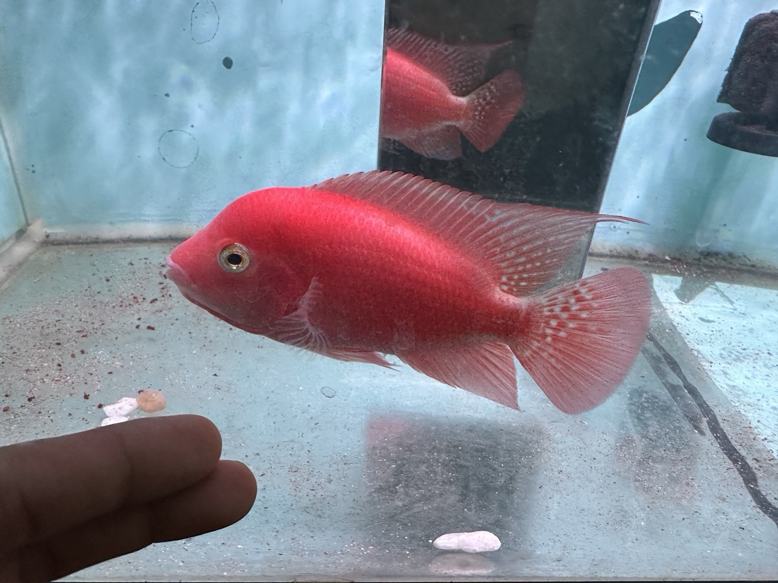 Super Red Monkey Male Flowerhorn Full Red Peeled - 3-5 Inches PNPV Srm3
