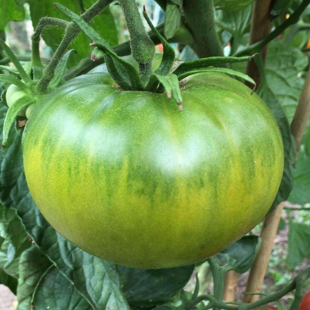 Aunt Ruby\'s German Green Tomato Seeds, NON-GMO, Heirloom, 