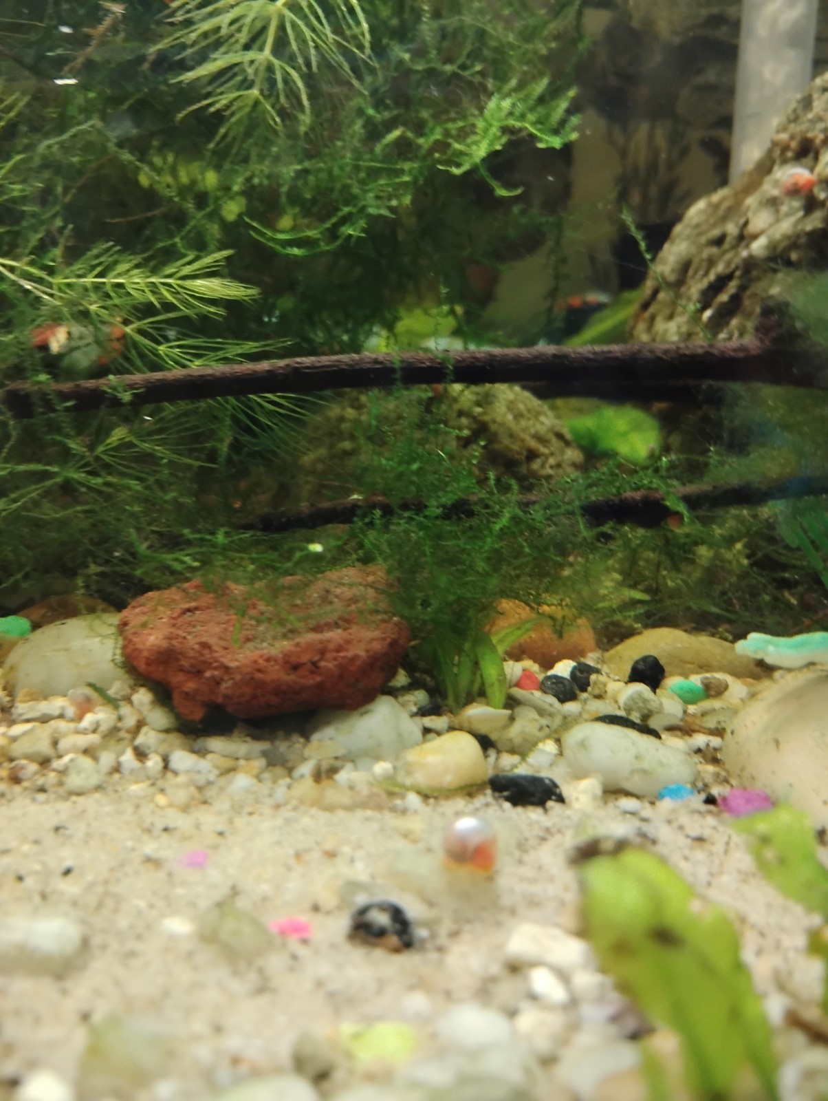 20 Ramshorn Snails live different colors Tank Grown Algae Eaters Feeders