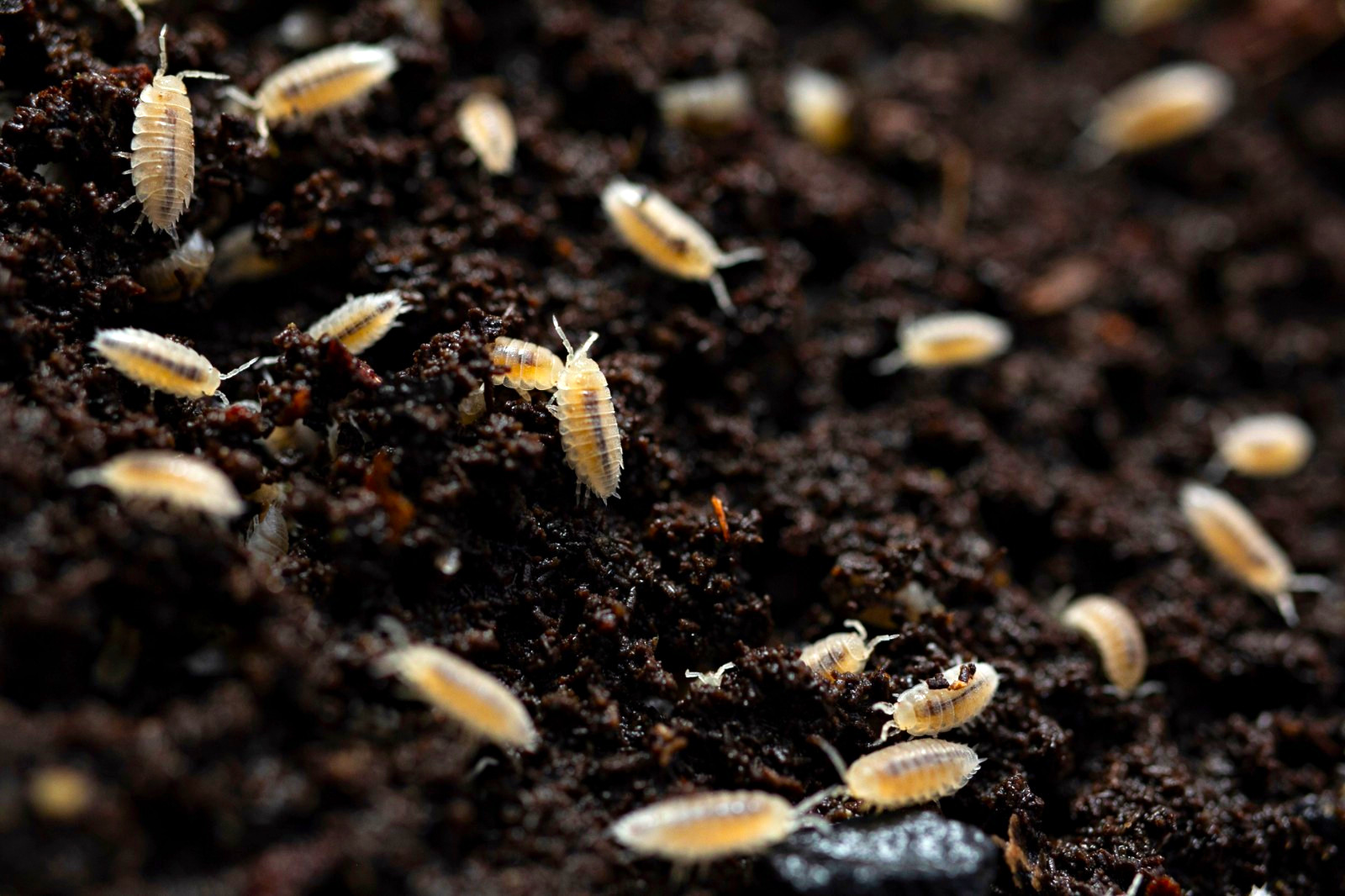 30+ Live Dwarf White Isopods Culture Bioactive Clean-Up Crew 30+ Live Dwarf White Isopods Culture Bioactive Clean-Up Crew
