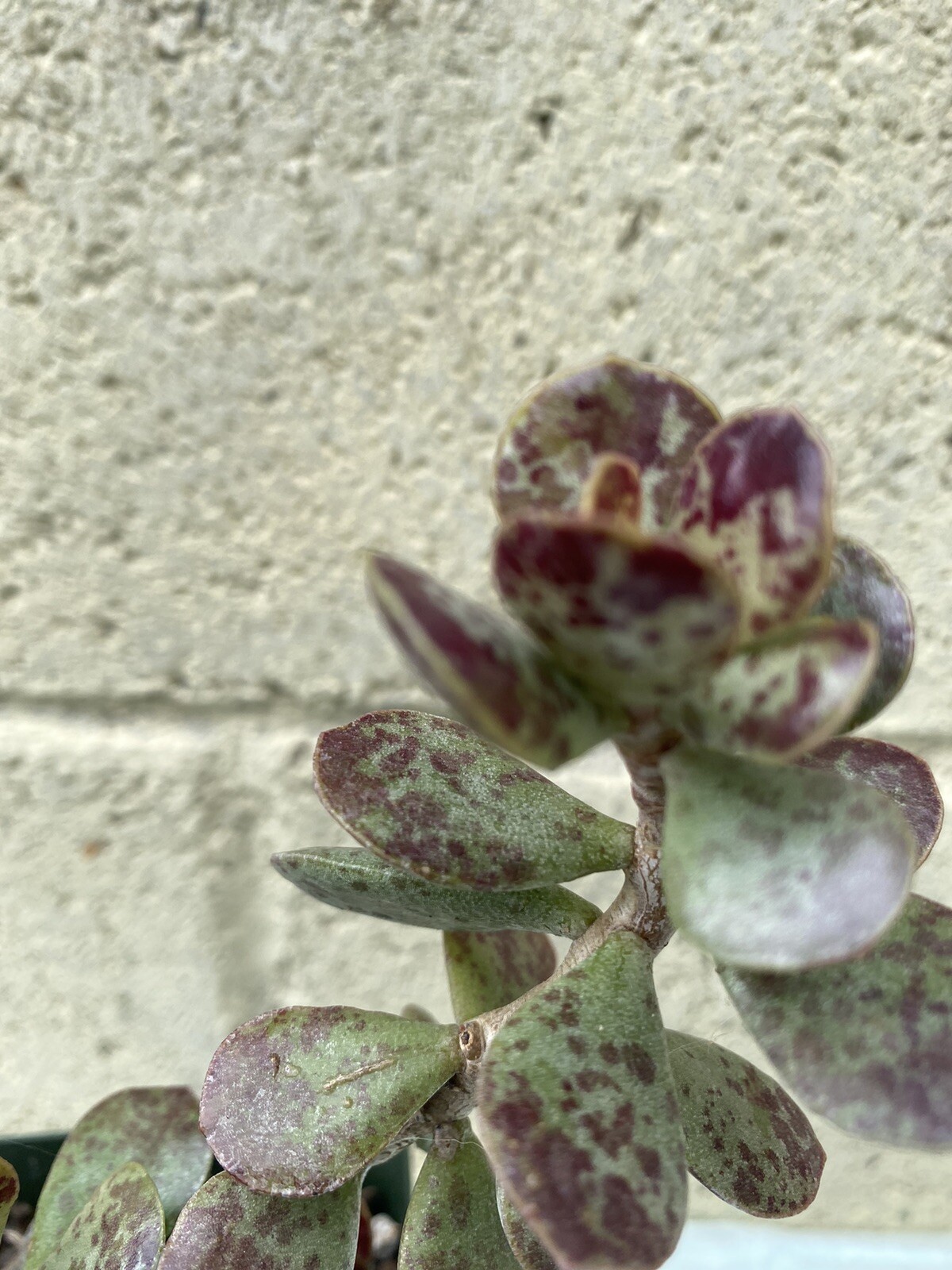 Andromischus Trigynus Rooted Succulent Plant Andromischus Trigynus Rooted Succulent Plant