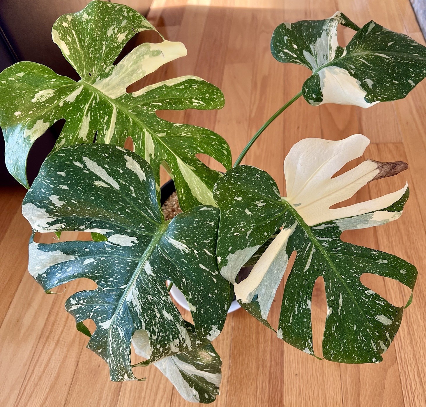 Variegated Monstera THAI Constellation EXTRA CONSTELLATED