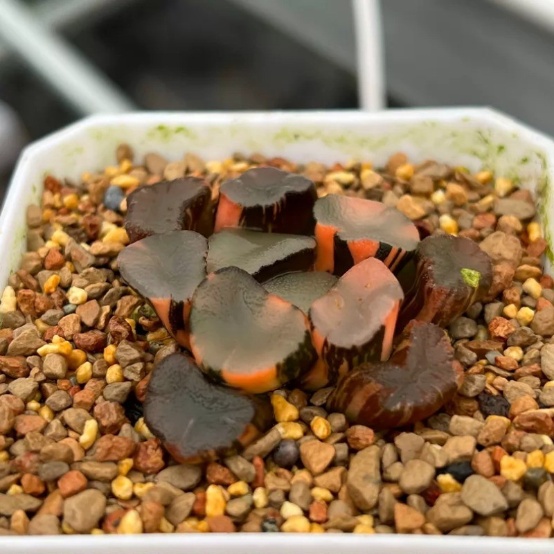 3-4CM Succulent Plant Haworthia Maughanii 'Kongmen'‌ Variegated Liliaceae
