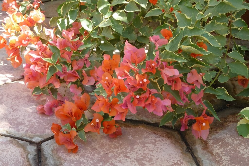 Bougainvillea - 'Orange King' Bougainvillea - 'Orange King'