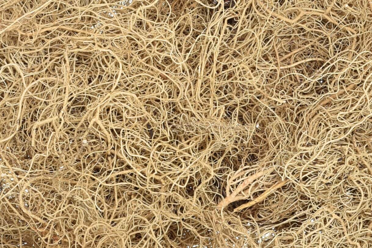 WHOLESALE Usnea Lichen Whole, Wild Crafted - Usnea Barbata
