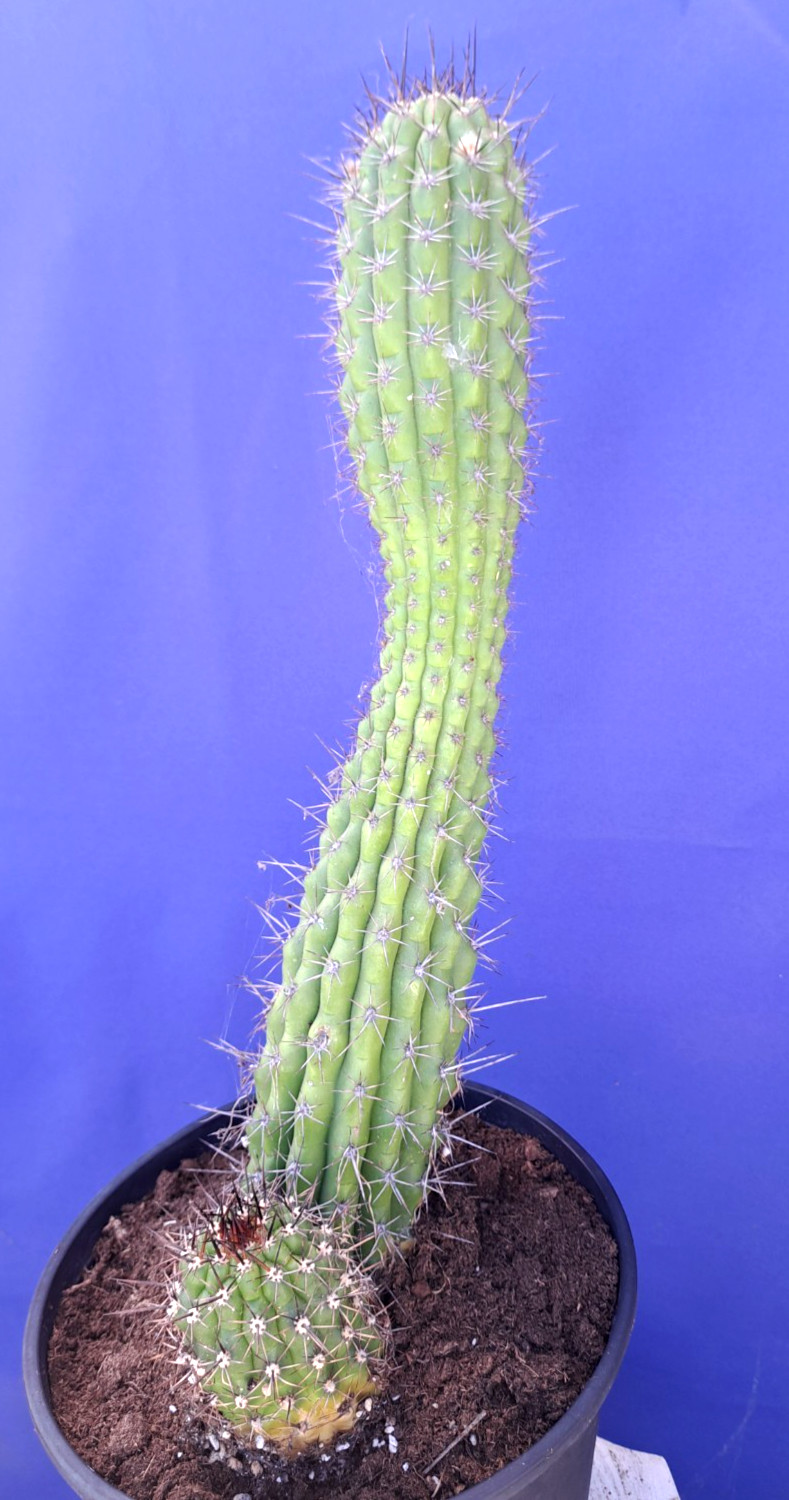 Echinopsis Cereus Thelegonus With Pup Plant Large Cactus 17+H