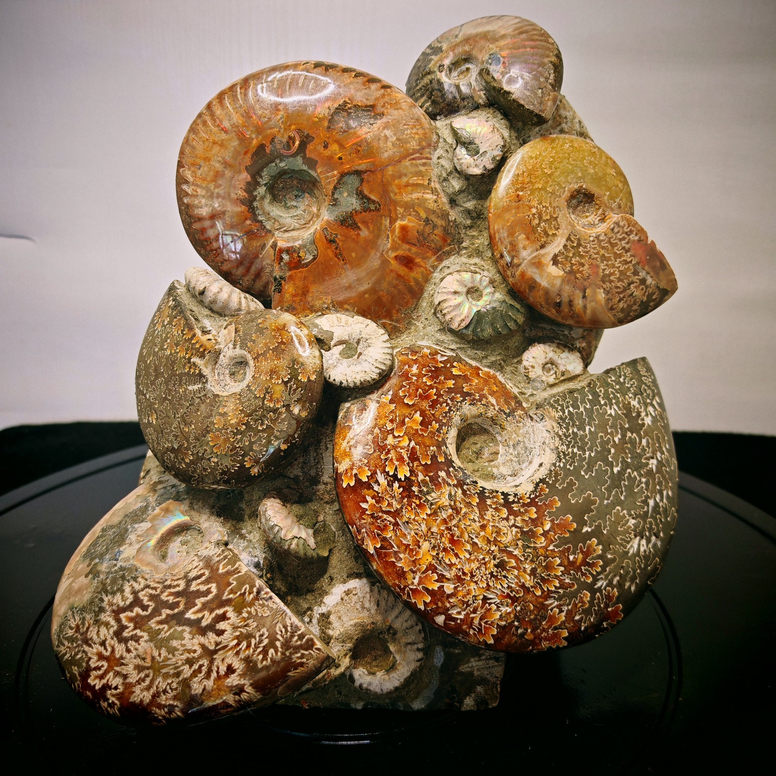 11.11LB Natural large beautiful ammonite fossil, conch crystal specimen healing