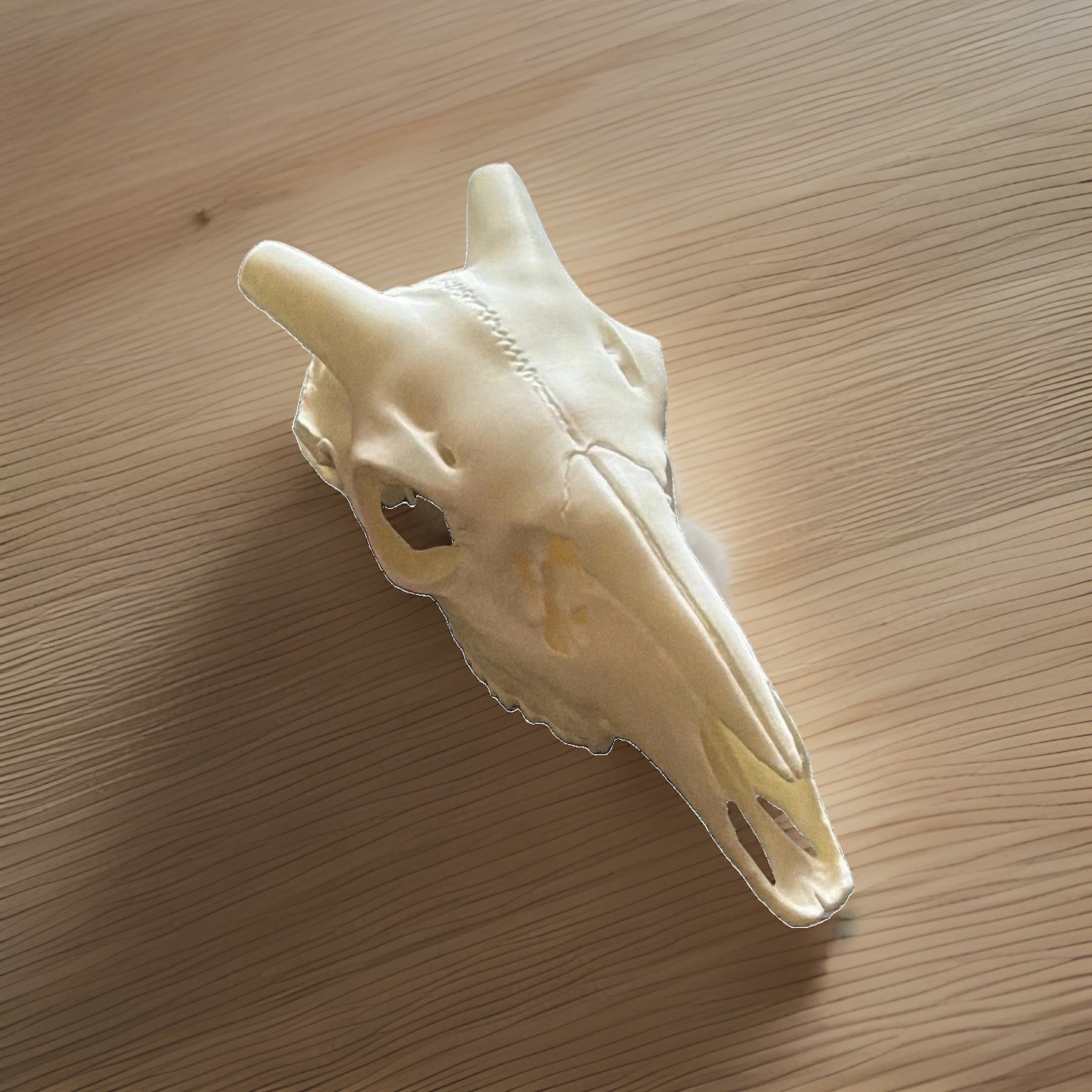 Oryx Large Animal Skull Replica Reproduction for mounting horns