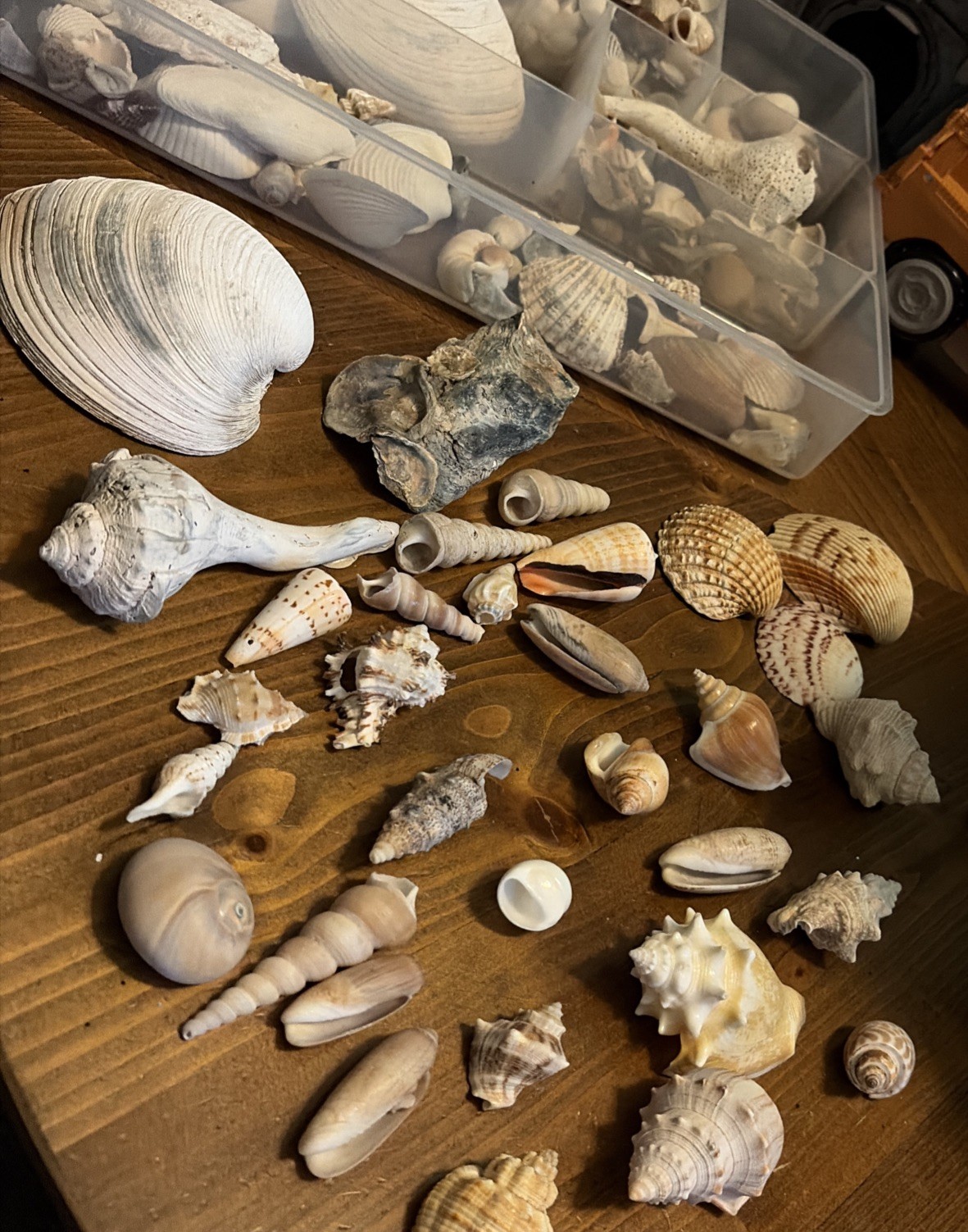 Huge Lot of Seashells Sea Shells Best Price Huge Lot of Seashells Sea Shells Best Price