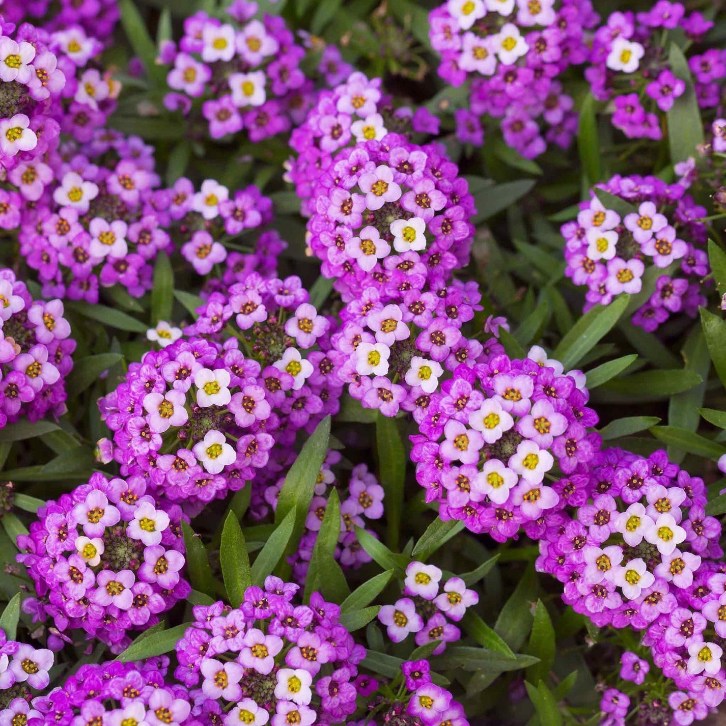 Royal Carpet Alyssum Flower Seeds 1000+  Lobularia Maritima Annual Free S&H