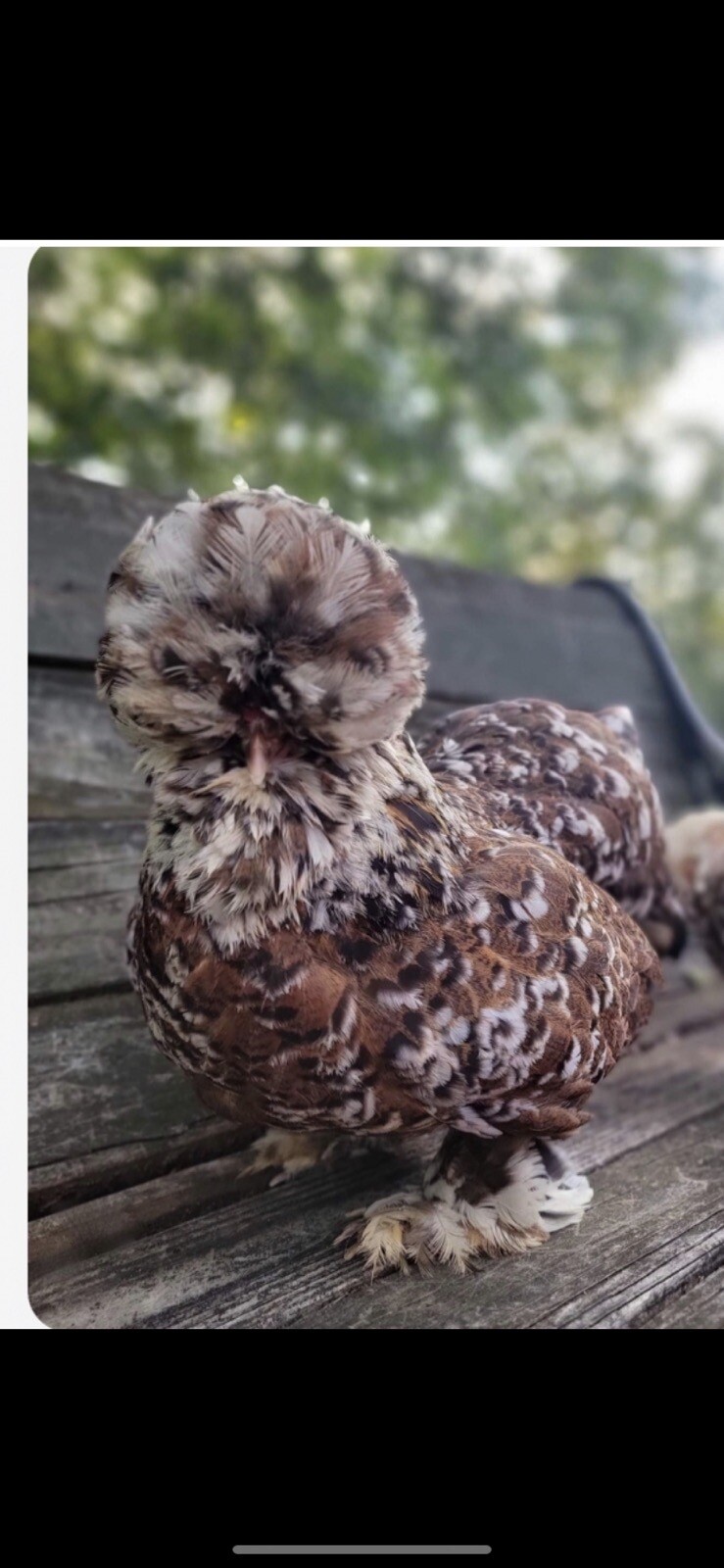 12-Silkie/Mille Fleur Satin Hatching Eggs NPIP & AI Clean 12-Silkie/Mille Fleur Satin Hatching Eggs NPIP & AI Clean
