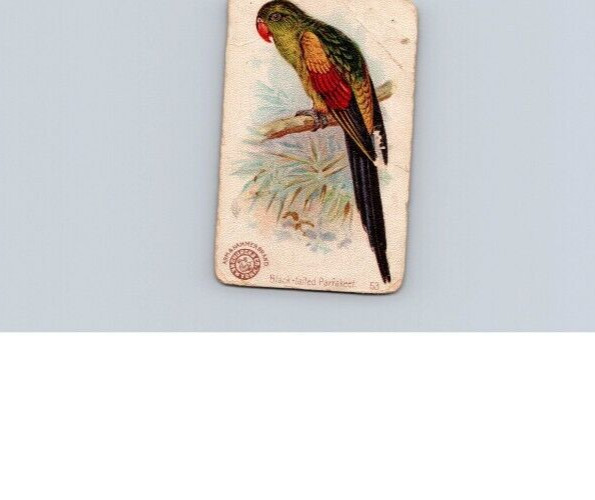 1880s-90s Arm & Hammer Beautiful Birds  Black-tailed Parakeet No 53