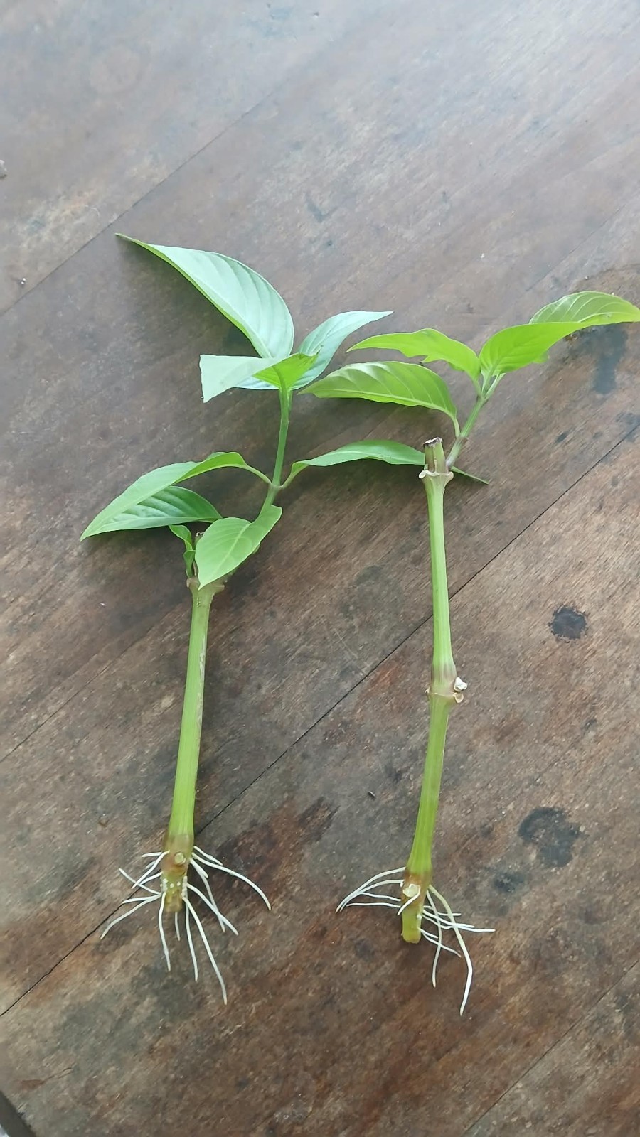 St. John\'s Bush {Justicia secunda} 2 Rooted Cuttings