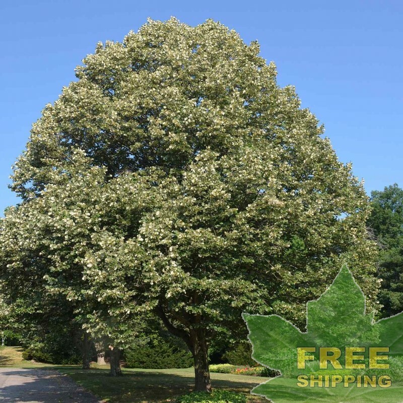 SILVER LINDEN Tilia Tomentosa - 20 SEEDS. FREE S&H