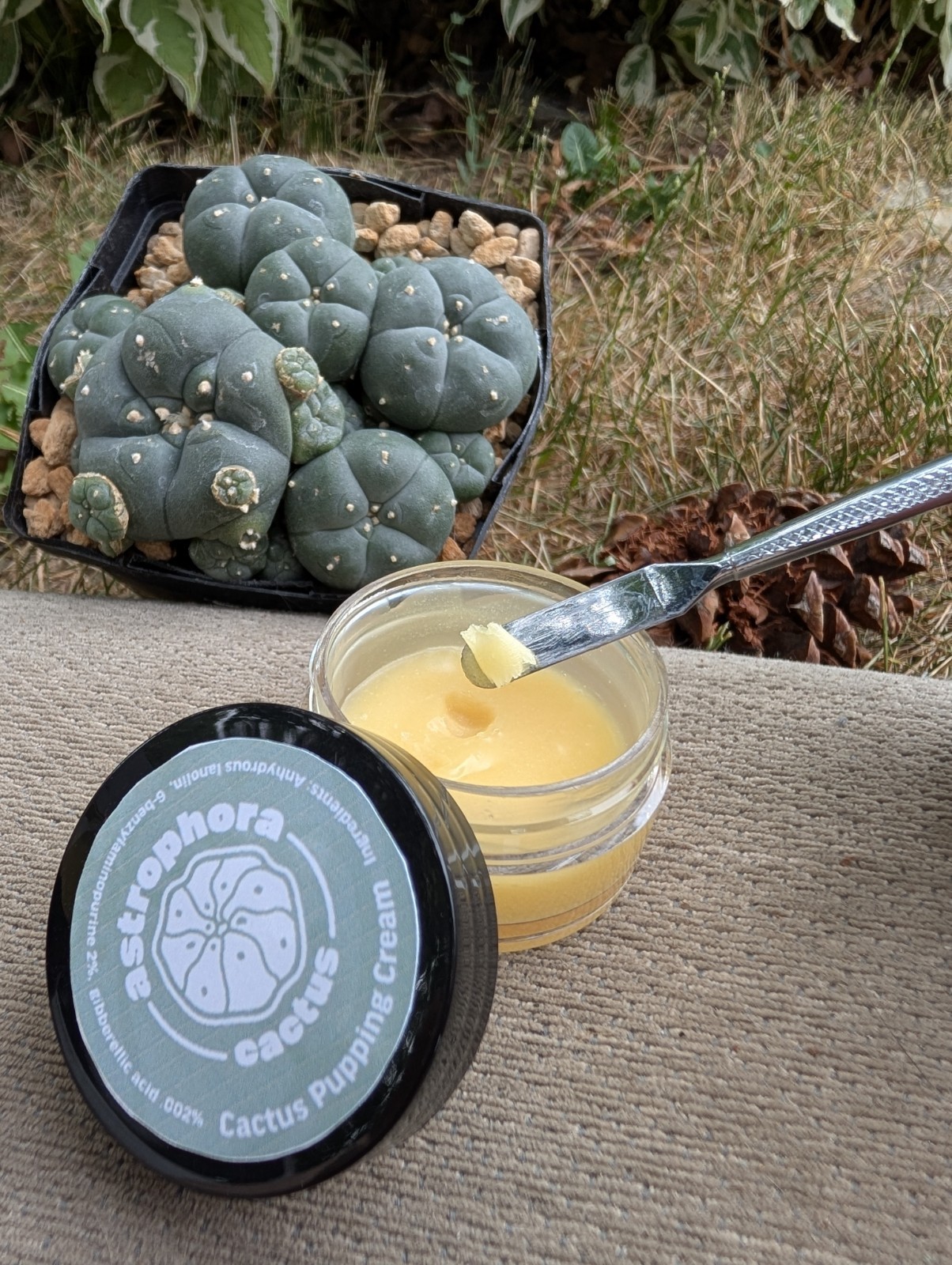 6-BAP/GA3 Cactus Pupping Cream - 10 Grams