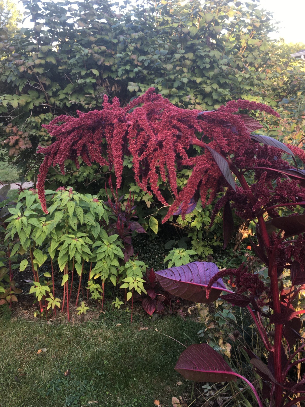 200 seeds Amaranth Hopi Red Dye - organic crop of 2025 * 