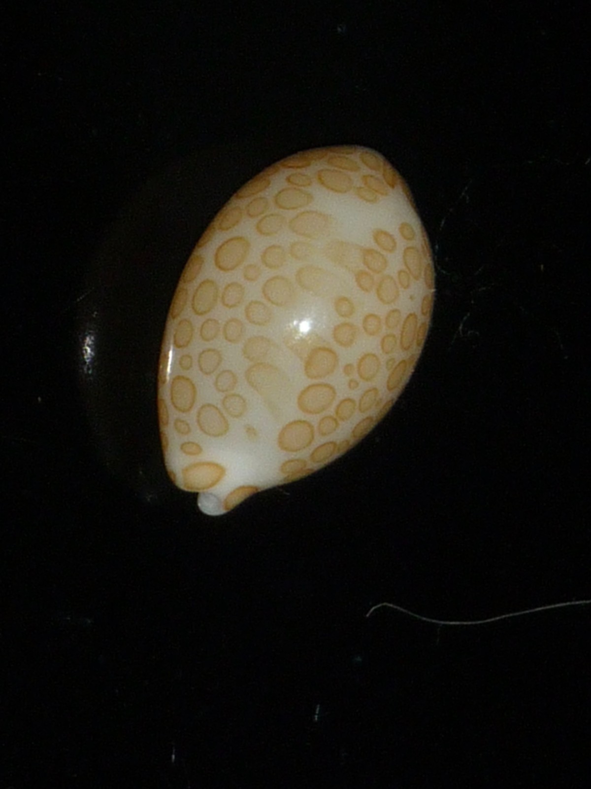 578 Cypraea mariae 14.2mm TOP GRADING IMPORTANT NATURAL SEASHELL RARE BEAUTY