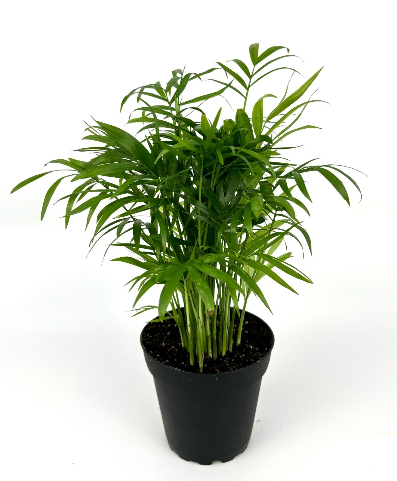 Parlor Palm Chamaedorea Neanthe Bella 8-12\