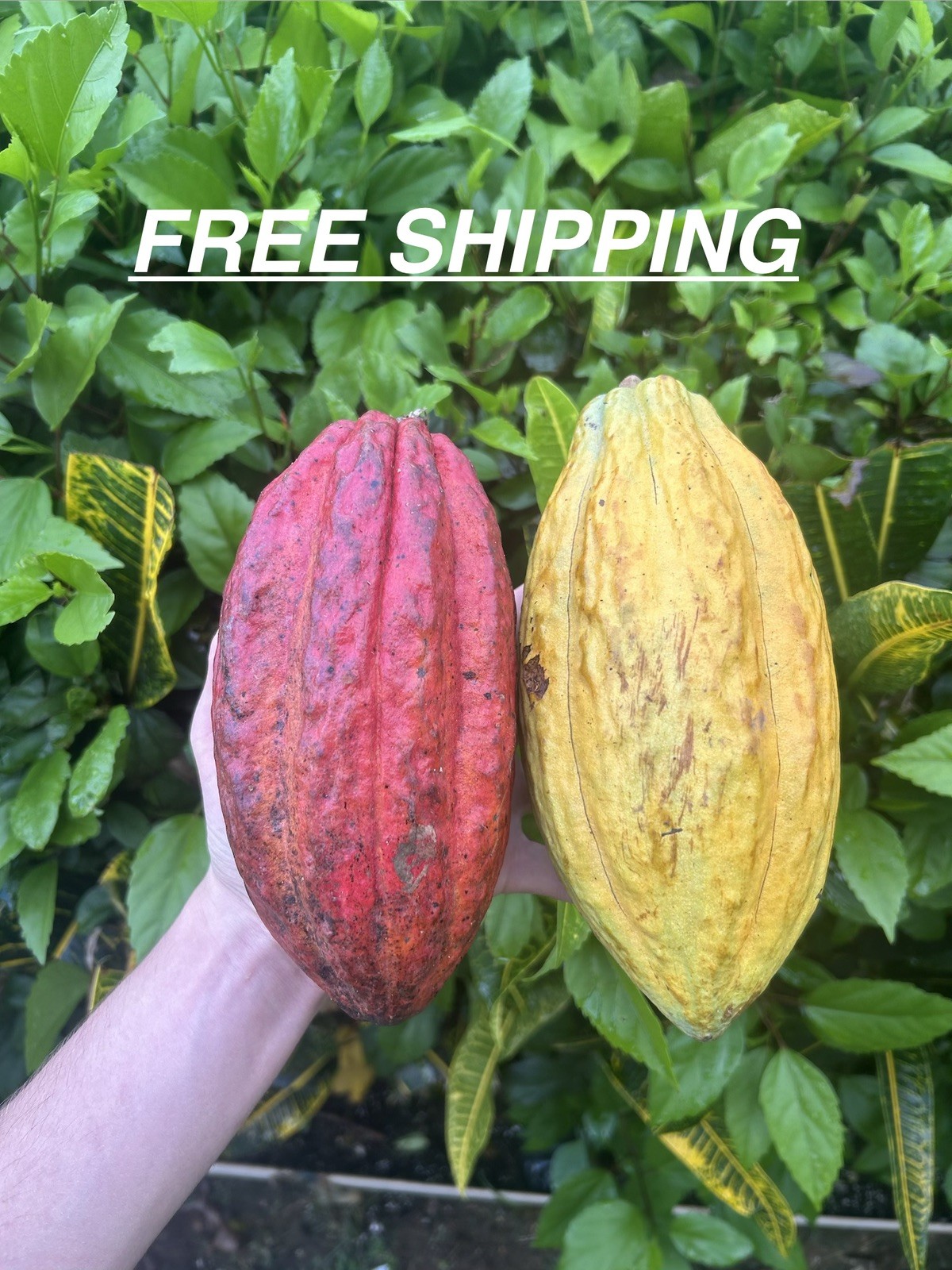 Cacao Fruit 5 Organic make Chocolatte – Always Fresh Priority Mail Shipping pods Cacao Fruit 5 Organic make Chocolatte – Always Fresh Priority Mail Shipping pods