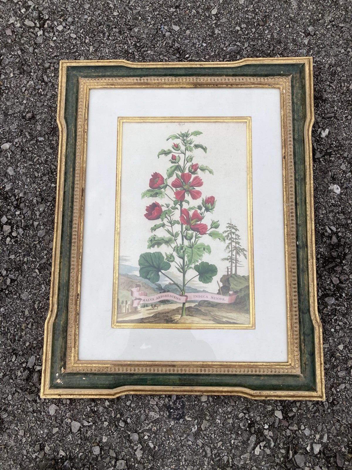 Abraham Munting Malva Arborescens Engraving in Trowbridge Gallery London Frame Abraham Munting Malva Arborescens Engraving in Trowbridge Gallery London Frame