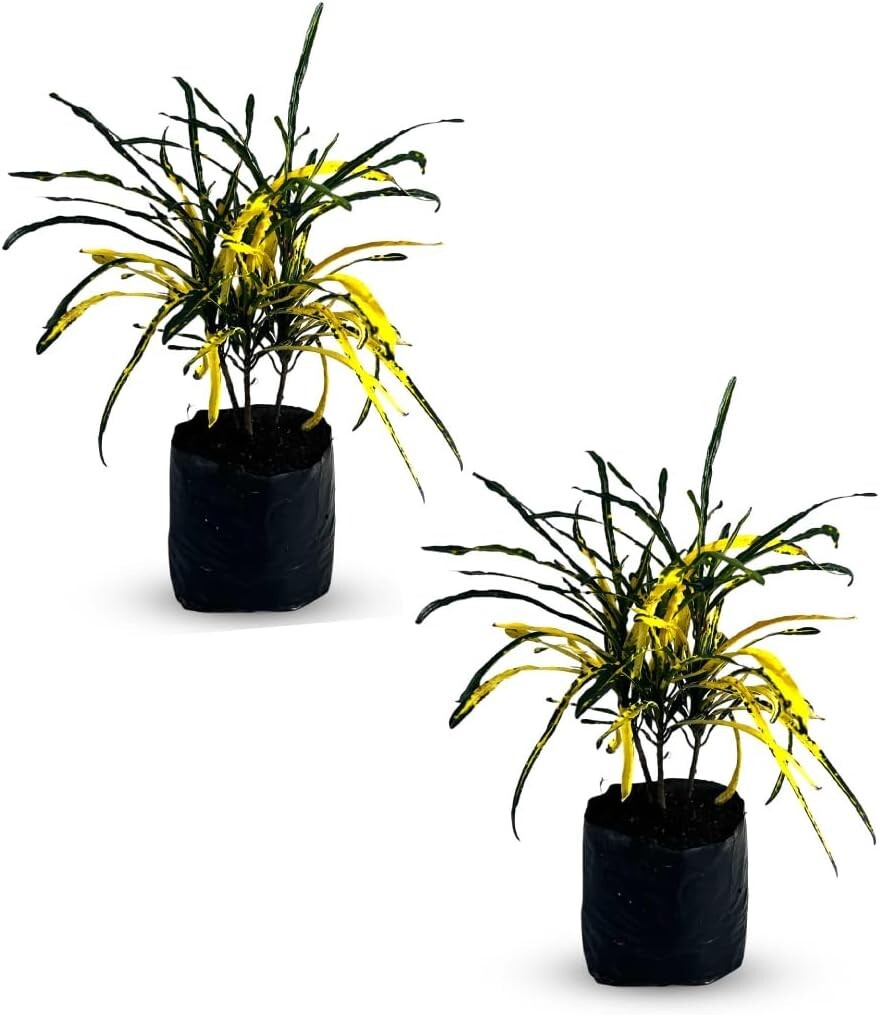 Croton Zanzibar Yellow (Pack of 2)| Natural Décor Plant